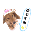 ♡ミニチュアダックス《りん》のスタンプ♡（個別スタンプ：14）
