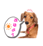 ♡ミニチュアダックス《りん》のスタンプ♡（個別スタンプ：15）