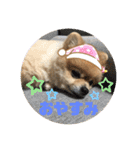 メリジロ3（個別スタンプ：5）