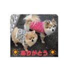 メリジロ3（個別スタンプ：6）