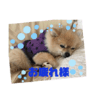 メリジロ3（個別スタンプ：9）