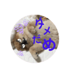 メリジロ3（個別スタンプ：12）