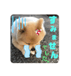 メリジロ3（個別スタンプ：14）