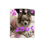 メリジロ3（個別スタンプ：15）