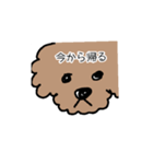 トイプー 家族連絡用（個別スタンプ：1）