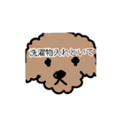 トイプー 家族連絡用（個別スタンプ：5）