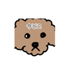 トイプー 家族連絡用（個別スタンプ：6）