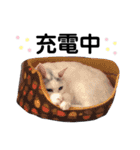 しろさんスタンプ（個別スタンプ：23）