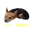 あたちのmix犬6（個別スタンプ：1）