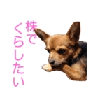 あたちのmix犬6（個別スタンプ：2）