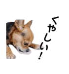 あたちのmix犬6（個別スタンプ：3）