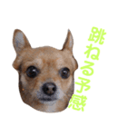 あたちのmix犬6（個別スタンプ：4）