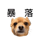 あたちのmix犬6（個別スタンプ：5）