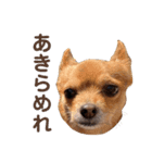 あたちのmix犬6（個別スタンプ：6）