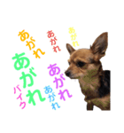 あたちのmix犬6（個別スタンプ：7）