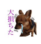 あたちのmix犬6（個別スタンプ：9）