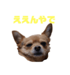 あたちのmix犬6（個別スタンプ：11）