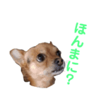 あたちのmix犬6（個別スタンプ：12）