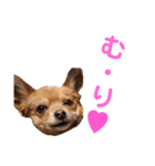 あたちのmix犬6（個別スタンプ：13）