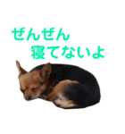 あたちのmix犬6（個別スタンプ：15）