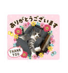 ウチのコ スタンプ ルド＆トラ3（個別スタンプ：15）