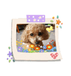 マルプー＆トイプー（個別スタンプ：5）