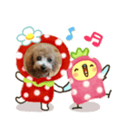 マルプー＆トイプー（個別スタンプ：8）