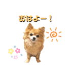 ビッケと愉快な仲間たちPART1（個別スタンプ：11）