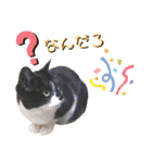 ビッケと愉快な仲間たちPART1（個別スタンプ：29）