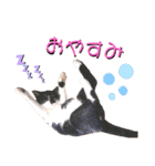 ビッケと愉快な仲間たちPART1（個別スタンプ：31）