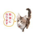 ビッケと愉快な仲間たちPART3（個別スタンプ：11）
