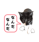 ビッケと愉快な仲間たちPART3（個別スタンプ：12）