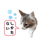 ビッケと愉快な仲間たちPART3（個別スタンプ：24）