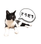 ビッケと愉快な仲間たちPART3（個別スタンプ：36）