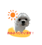 しろいこの会話スタンプ（個別スタンプ：2）