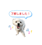 しろいこの会話スタンプ（個別スタンプ：5）