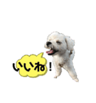 しろいこの会話スタンプ（個別スタンプ：6）