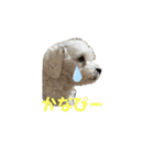 しろいこの会話スタンプ（個別スタンプ：9）
