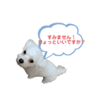 しろいこの会話スタンプ（個別スタンプ：13）