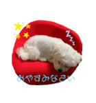 しろいこの会話スタンプ（個別スタンプ：18）