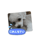 しろいこの会話スタンプ（個別スタンプ：20）