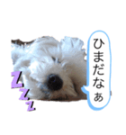 チワマルスタンプ⑤（個別スタンプ：1）