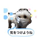チワマルスタンプ⑤（個別スタンプ：5）