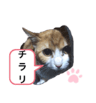 チワマルスタンプ⑤（個別スタンプ：6）
