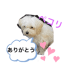 チワマルスタンプ⑤（個別スタンプ：7）