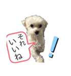 チワマルスタンプ⑤（個別スタンプ：8）