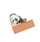 可愛いドッグ＆キャット（個別スタンプ：11）