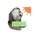 可愛いドッグ＆キャット（個別スタンプ：14）