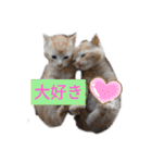 可愛いドッグ＆キャット（個別スタンプ：21）