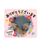 可愛いドッグ＆キャット（個別スタンプ：26）